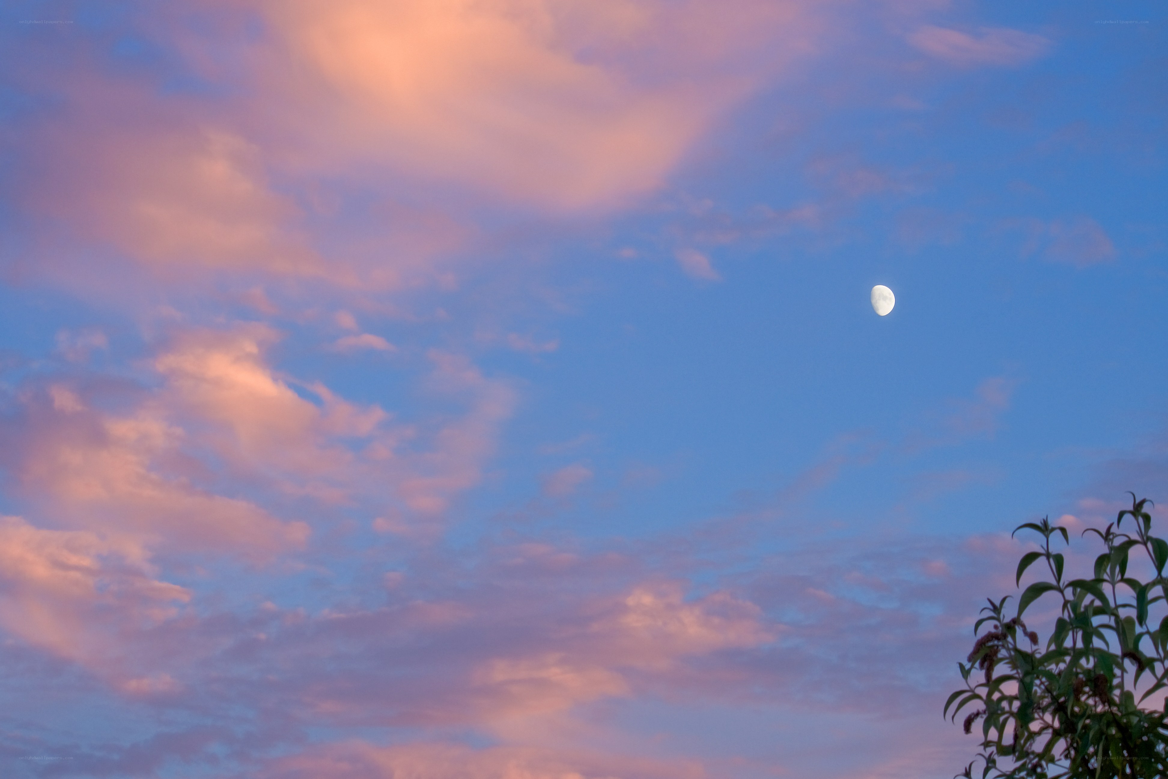 Moon and pink clouds at dusk