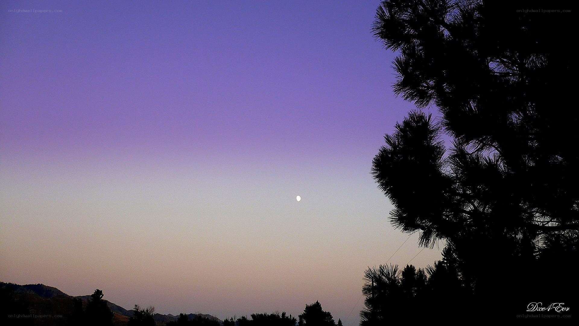 Moon at dusk with tree silhouette