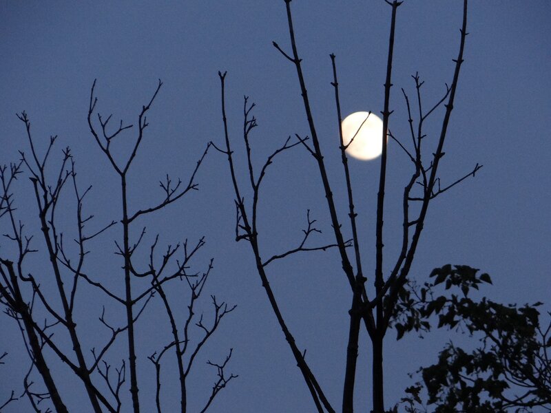Moon Behind Bare Branches