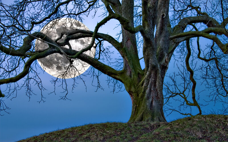 Moon behind bare tree