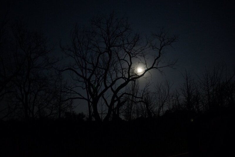 Moon Behind Bare Trees — Black, Dark
