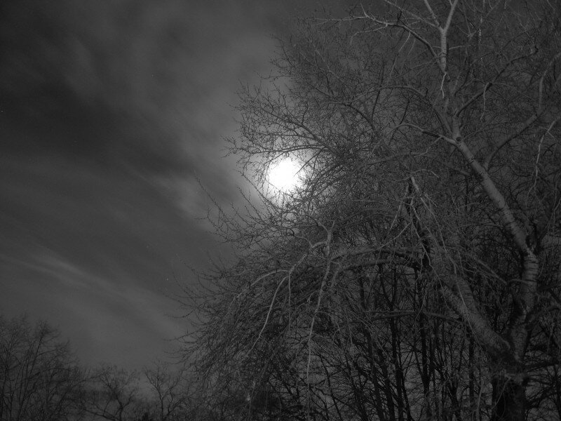 Moon Behind Bare Trees — Black, Dramatic, Night