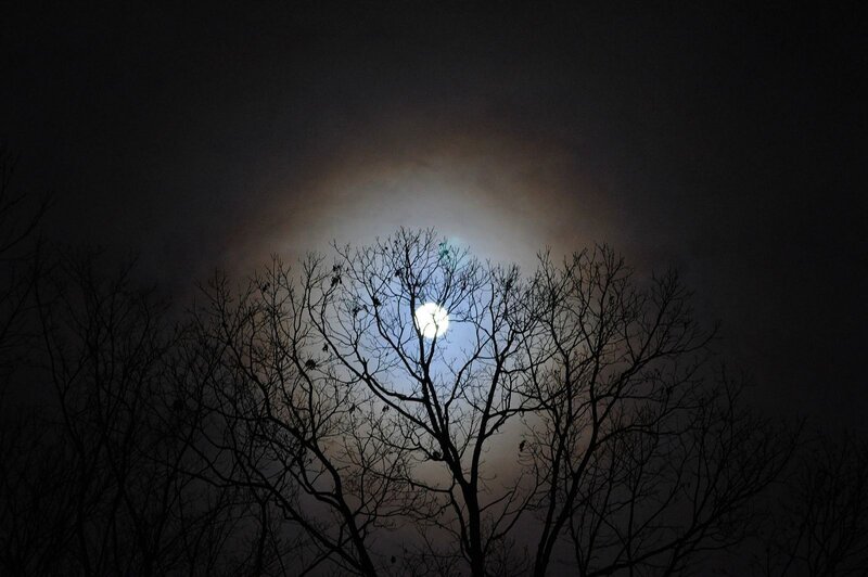 Moon Behind Bare Trees — Black