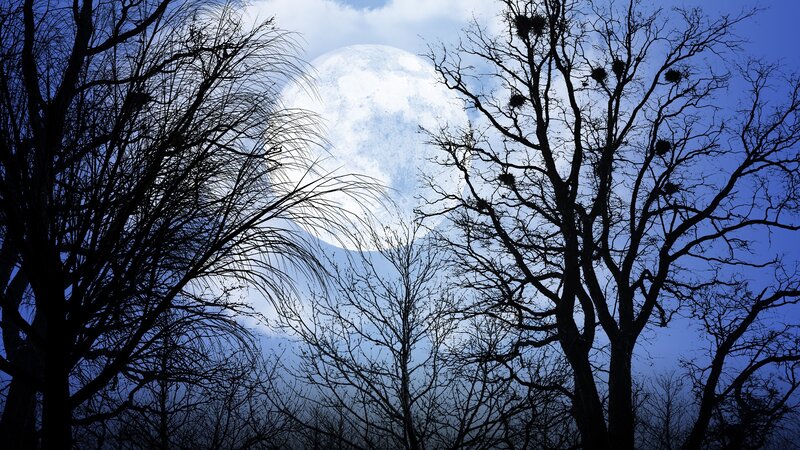 Moon Behind Bare Trees — Blue, Dramatic, Night