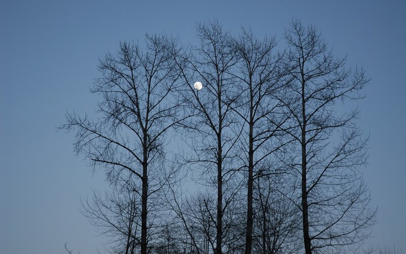 Moon Behind Bare Trees — Blue, Serene, Night