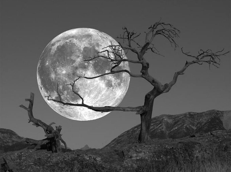 Moon behind dead tree
