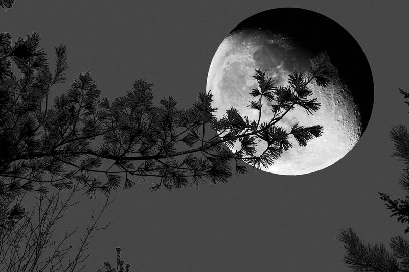Moon Behind Pine Branches — Black