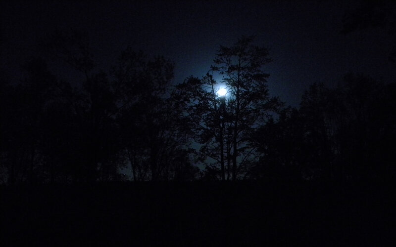 Moon behind silhouetted trees