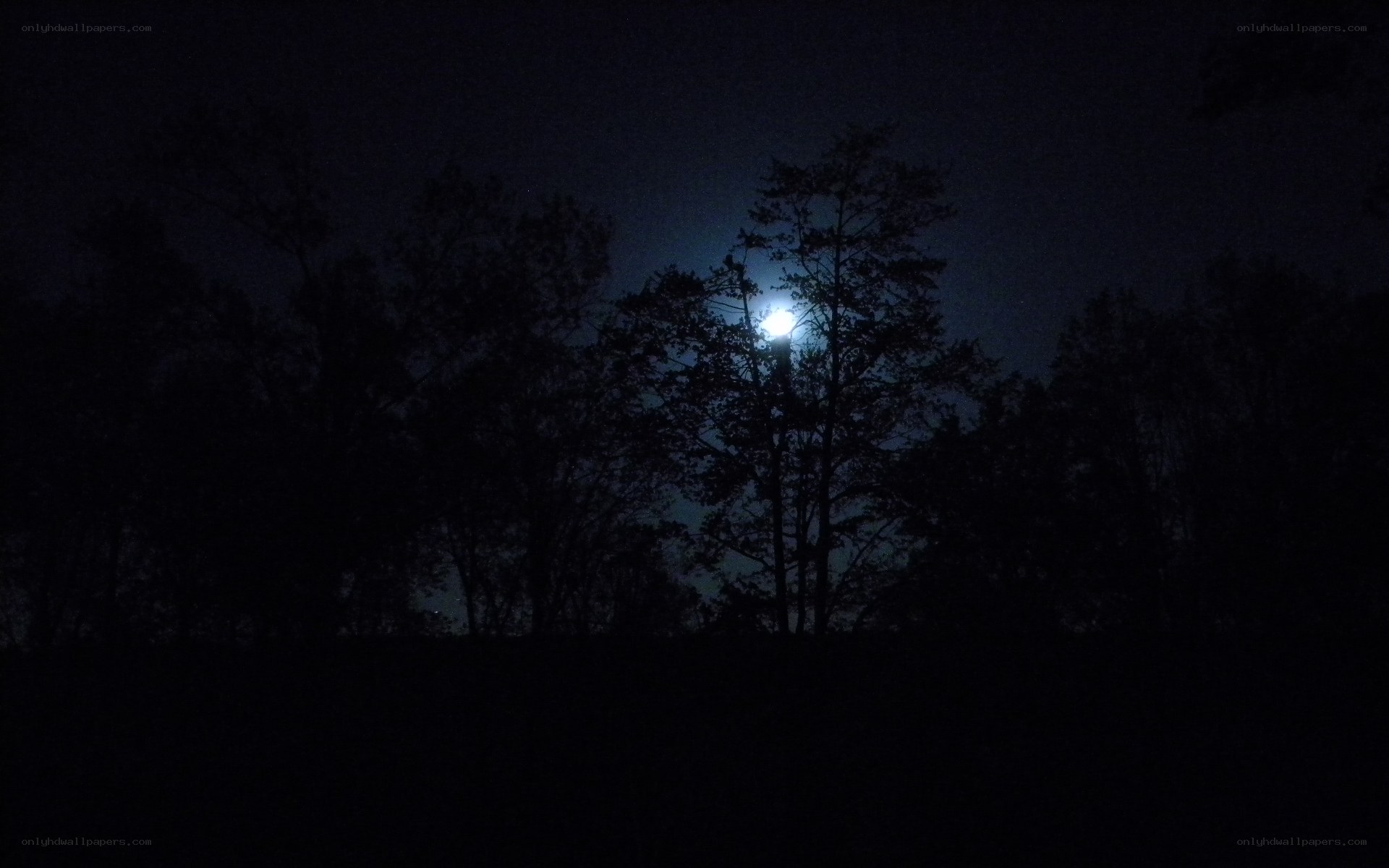 Moon behind silhouetted trees