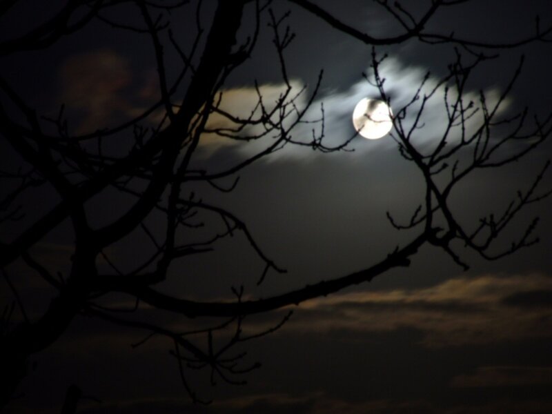 Moon Behind Tree Branches — Black, Dark, Night