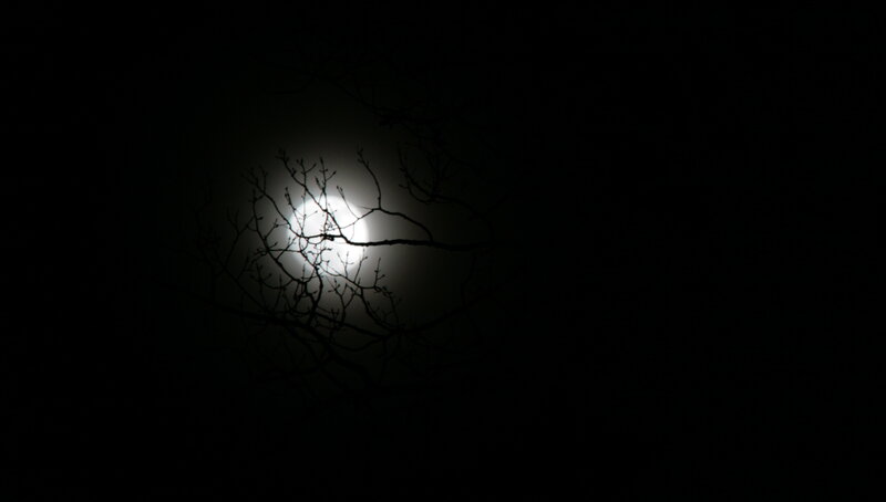 Moon Behind Tree Branches — Black, Dark
