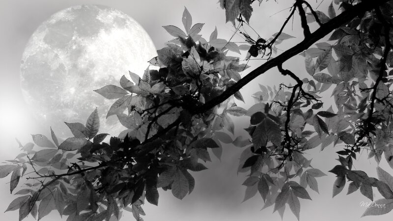 Moon Behind Tree Branches — Black, Serene, Night