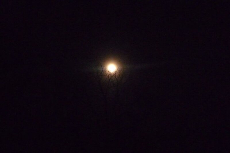 Moon Behind Tree Branches — Black