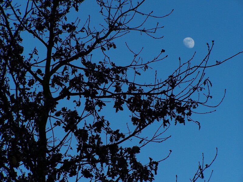 Moon Behind Tree Branches — Blue, Serene