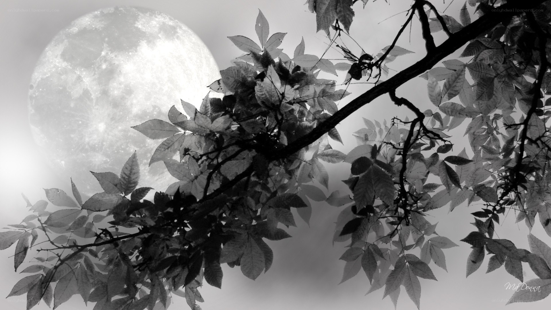 Moon behind tree branches