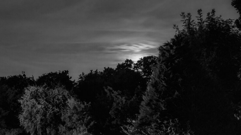 Moon Behind Trees — Black, Serene, Night