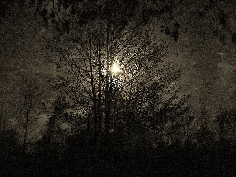 Moon Behind Trees — Black