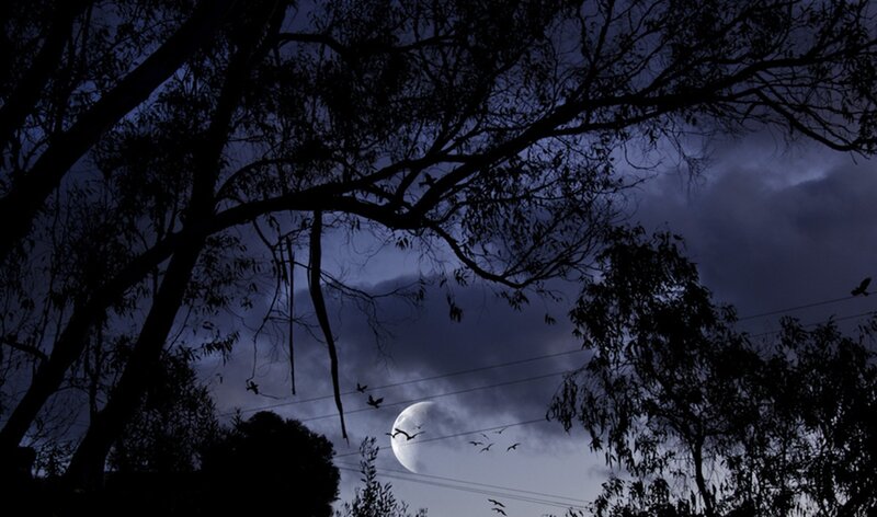Moon Behind Trees — Blue