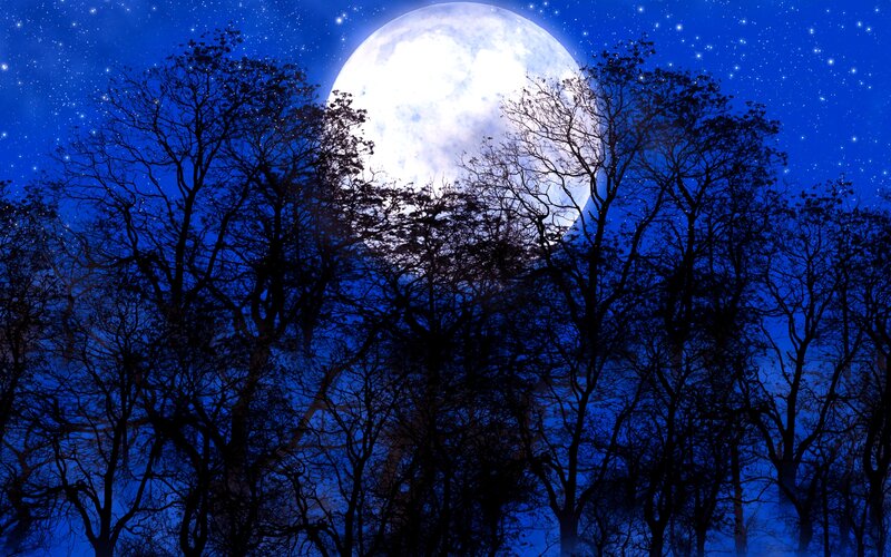 Moon Behind Trees