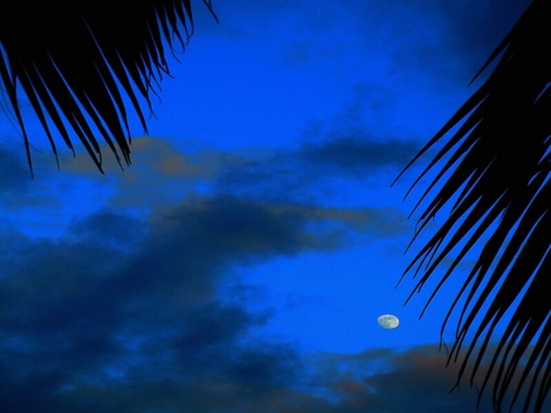 Moon Between Palm Fronds