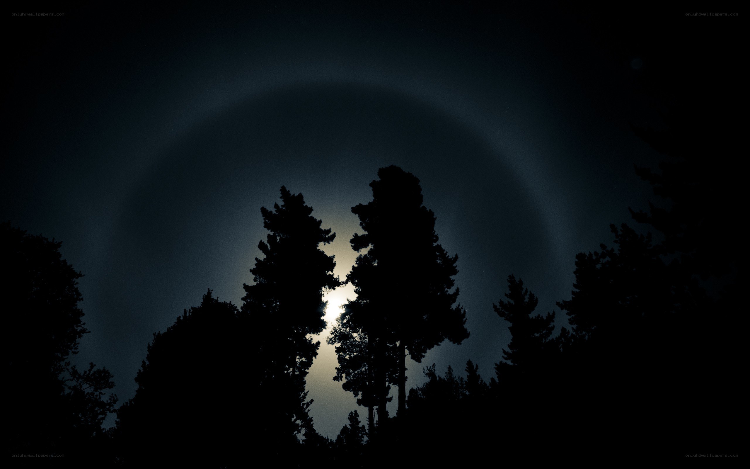 Moon halo over silhouetted trees