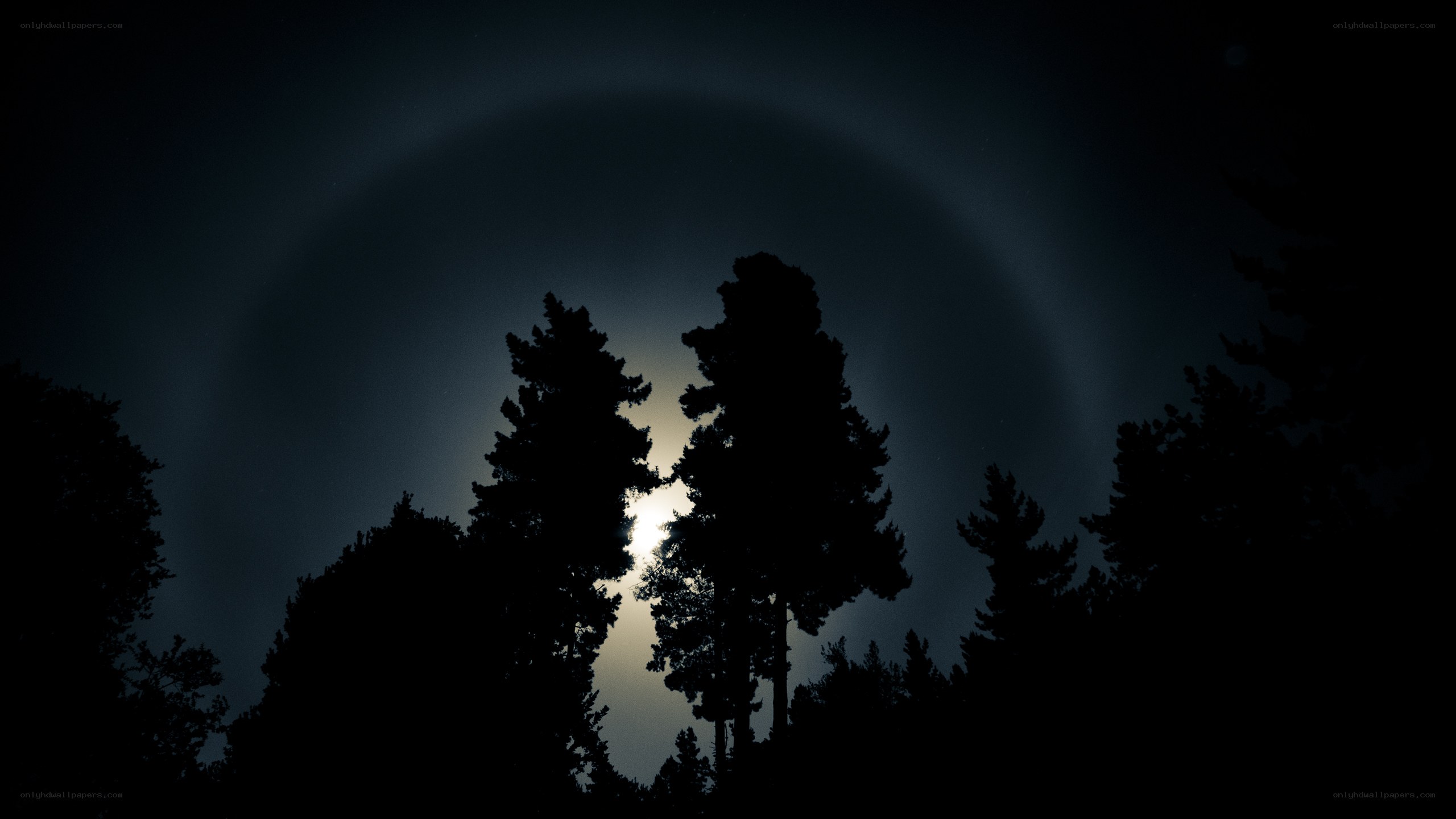 Moon halo over silhouetted trees