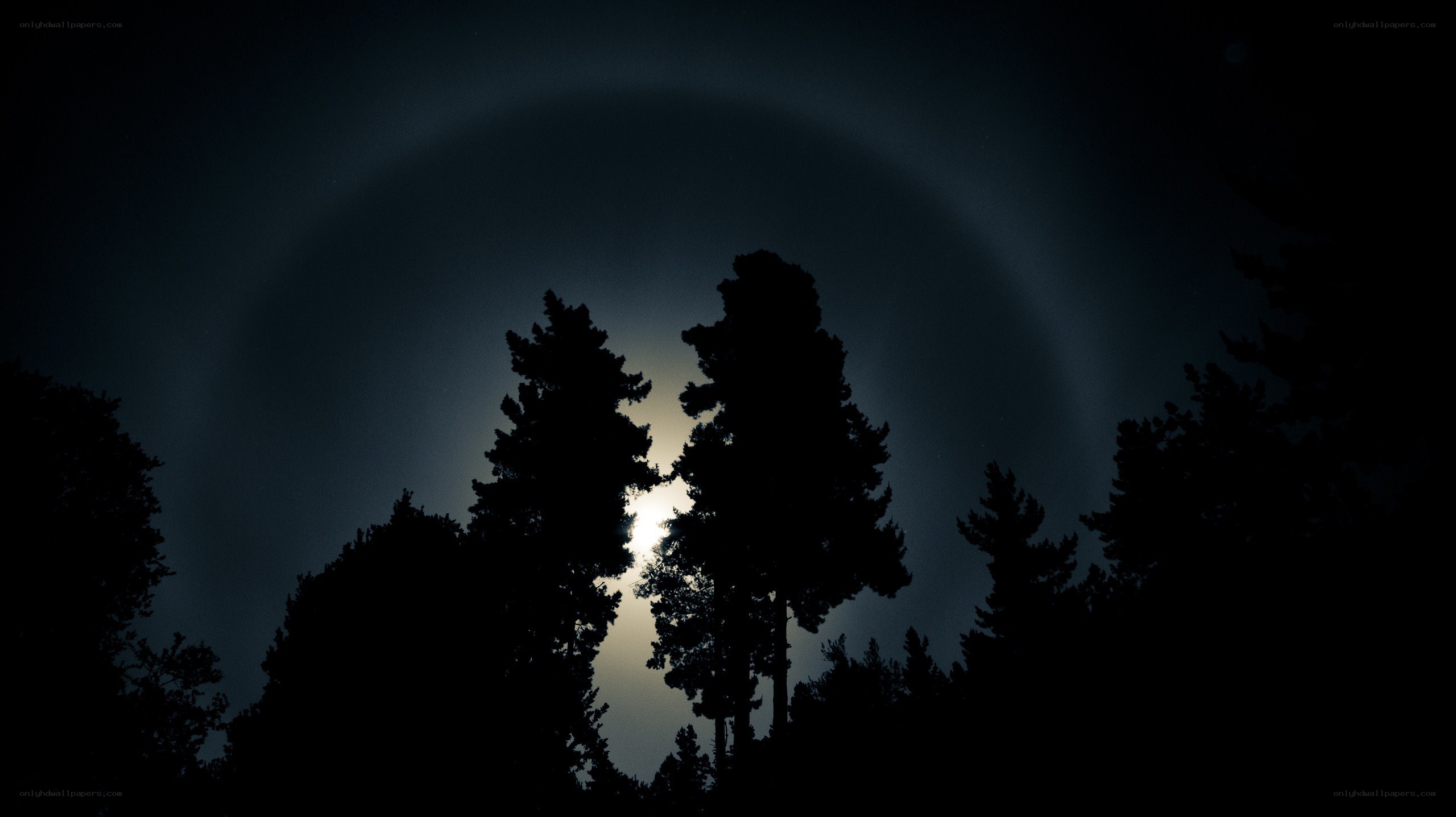 Moon halo over silhouetted trees