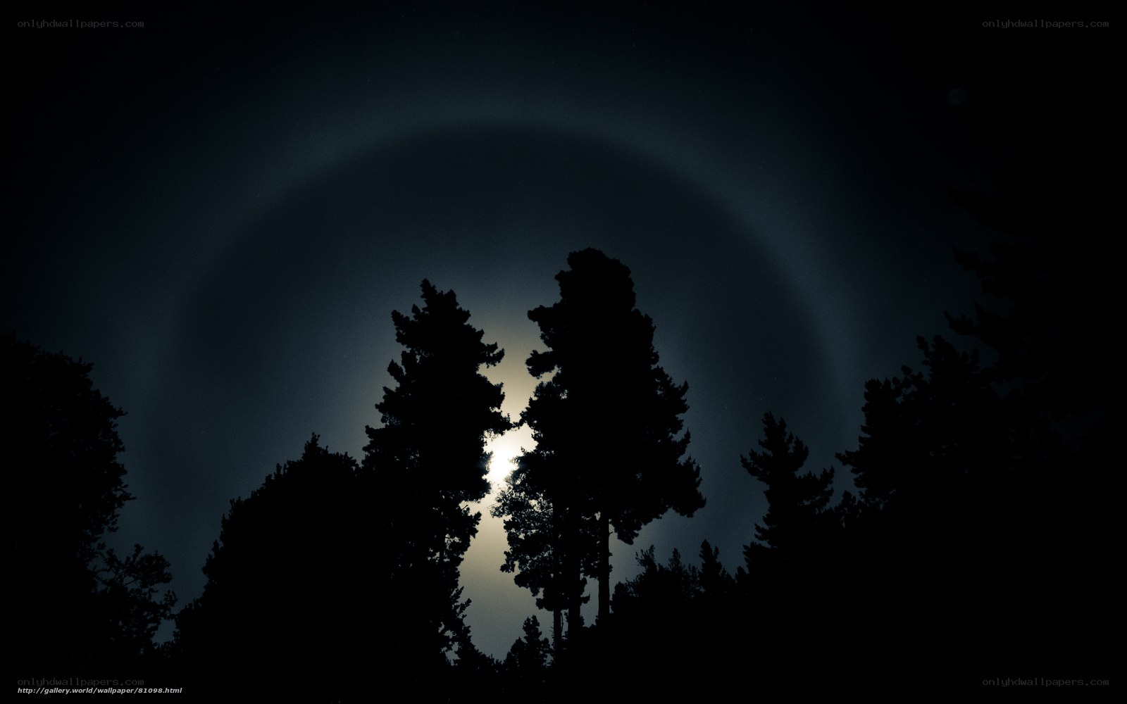 Moon halo over silhouetted trees