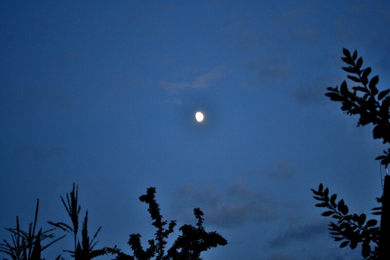 Moon in Night Sky — Blue, Serene, Photograph, Trees
