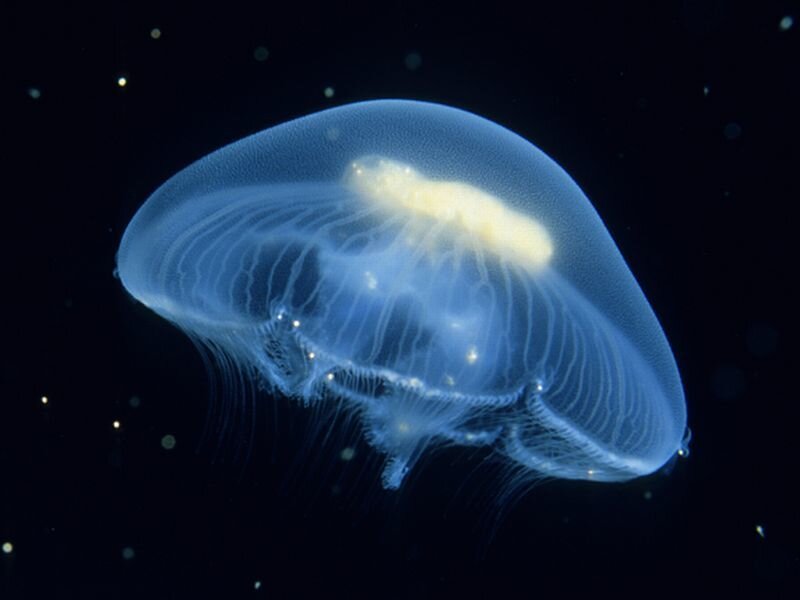 Moon Jellyfish — Blue, Serene