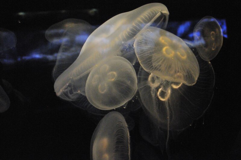 Moon Jellyfish in Water — Black