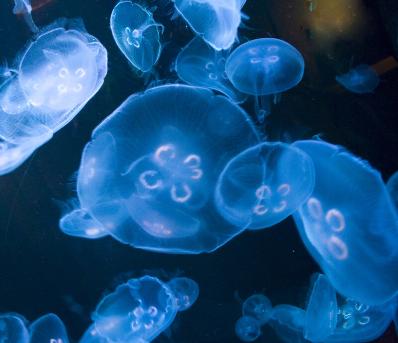 Moon Jellyfish in Water — Blue, Serene, Night, Photograph, Dark Background