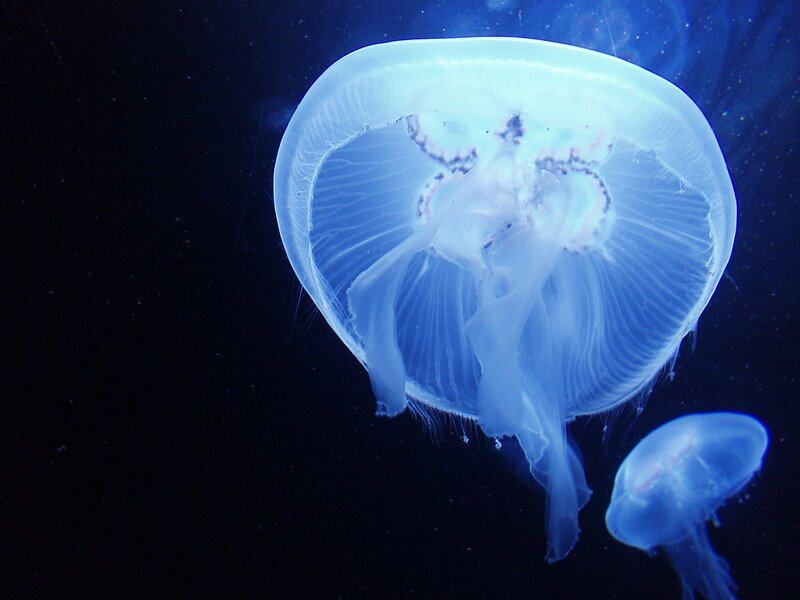 Moon Jellyfish in Water — Blue, Serene, Night, Photograph, Dark Background, White