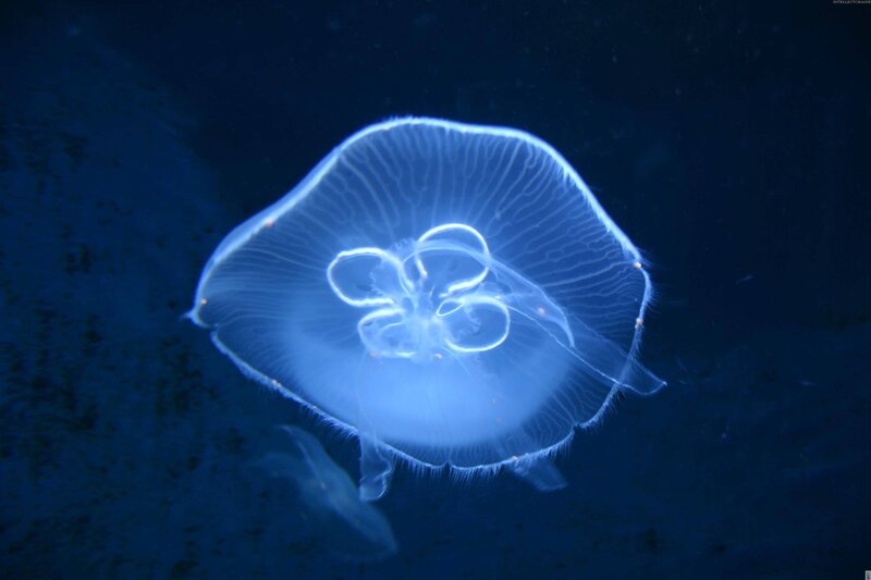 Moon Jellyfish in Water — Blue, Serene, Night, Photograph, Ocean