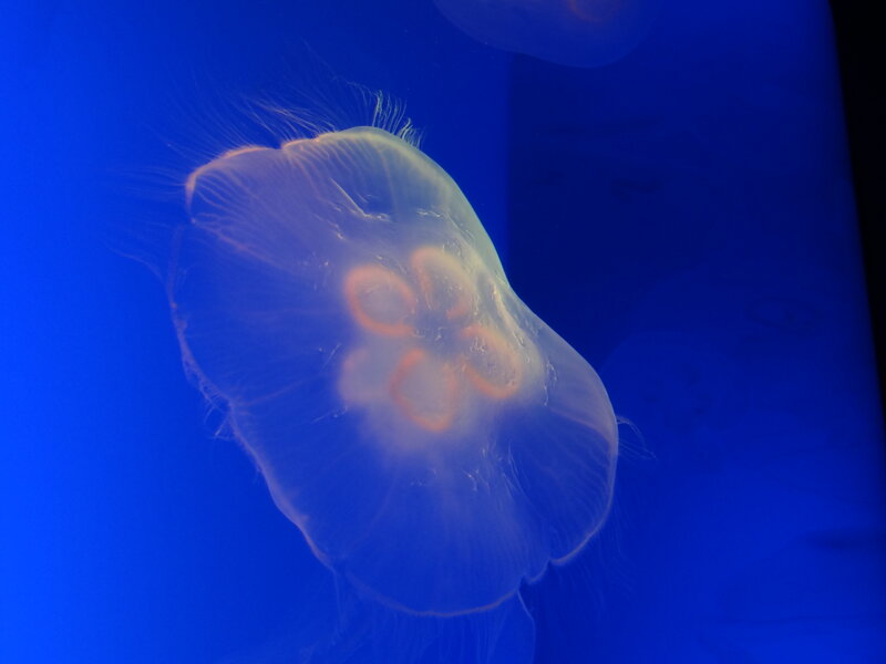 Moon Jellyfish in Water — Blue, Serene, Photograph, Blue Water