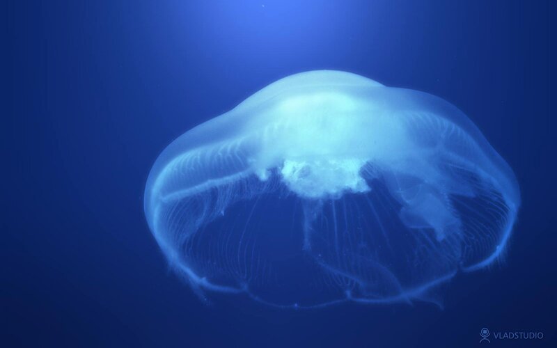 Moon Jellyfish in Water — Blue, Serene, Photograph, Blue Water, White