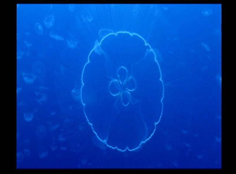 Moon Jellyfish in Water — Blue, Serene, Photograph, Ocean, Blue Light