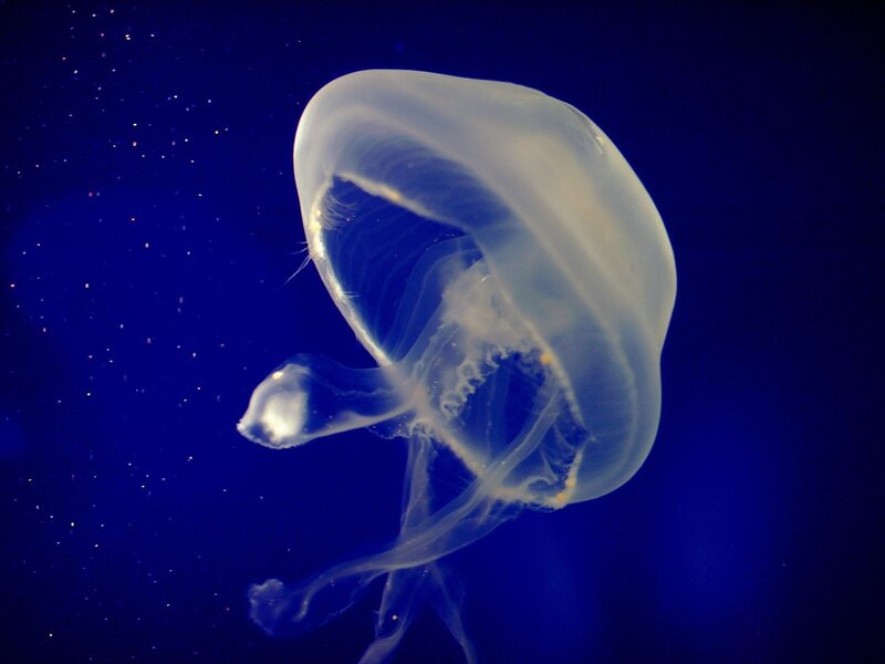 Moon Jellyfish in Water — Blue, Serene, Photograph, Ocean, Light