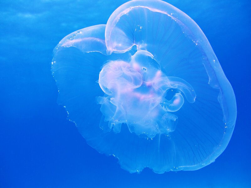 Moon Jellyfish in Water — Blue, Serene, Photograph, Ocean, Plankton