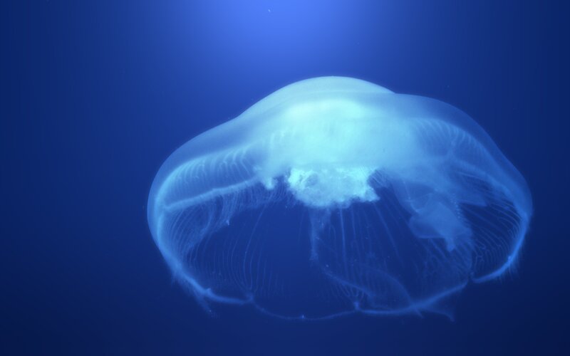 Moon Jellyfish in Water — Blue, Serene, Photograph, Ocean