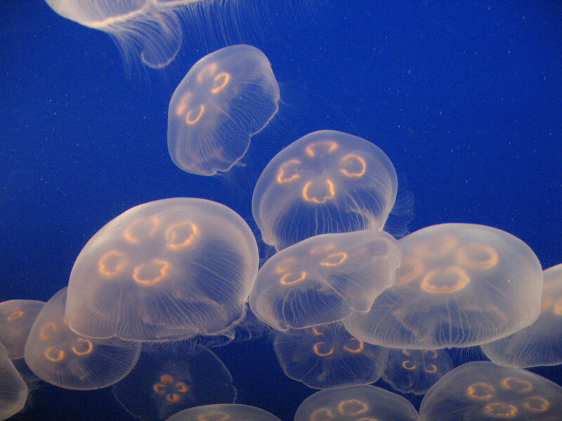 Moon Jellyfish in Water — Blue, Serene