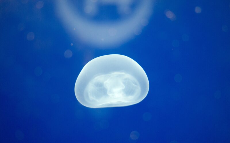 Moon Jellyfish in Water — Blue