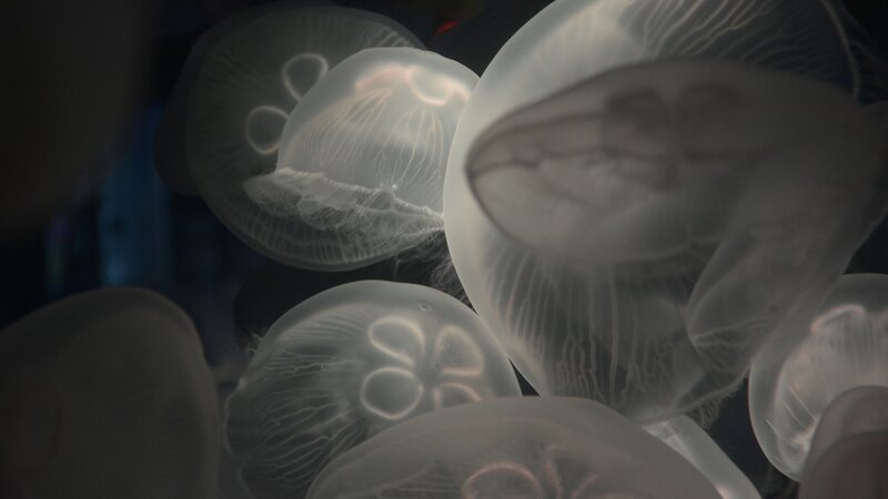 Moon Jellyfish in Water — White, Serene