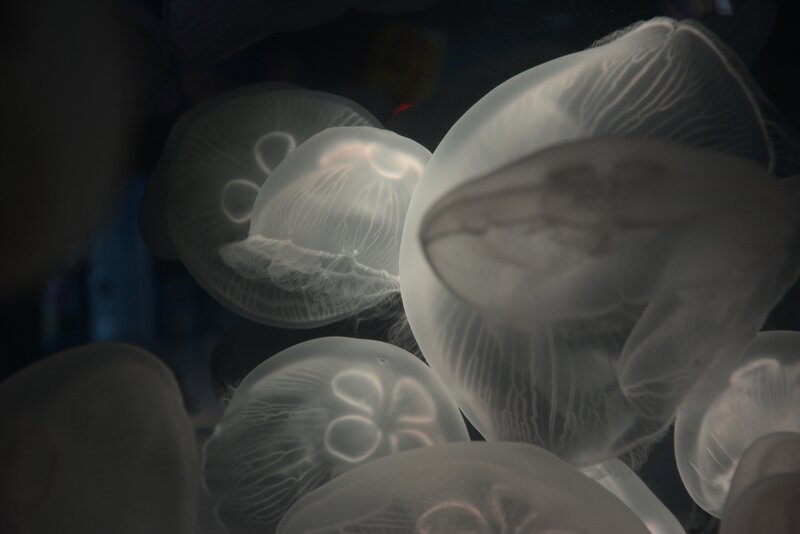 Moon Jellyfish in Water — White
