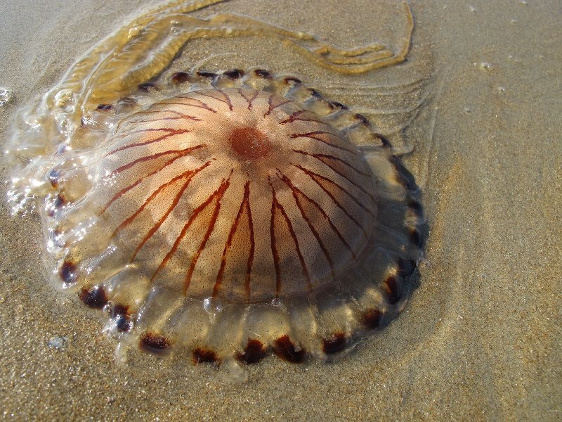 Moon Jellyfish on Sand