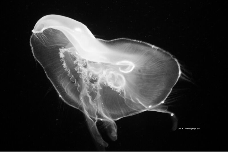 Moon Jellyfish