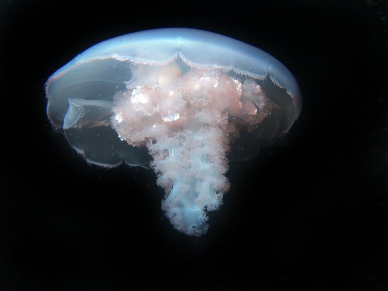 Moon Jellyfish — White