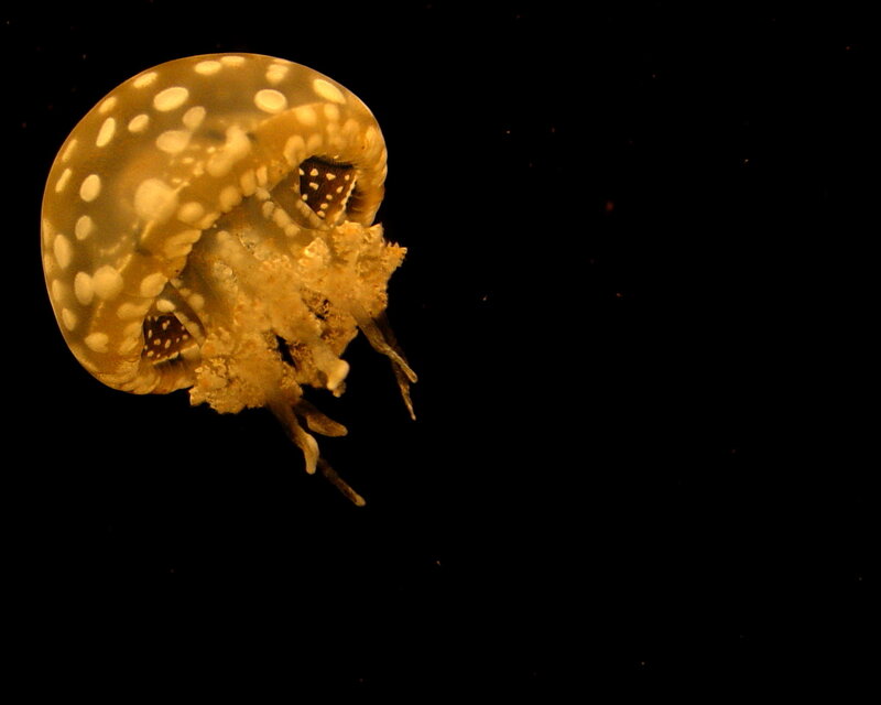 Moon Jellyfish — Yellow