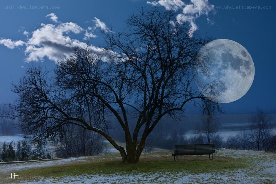 Moon over a bare tree