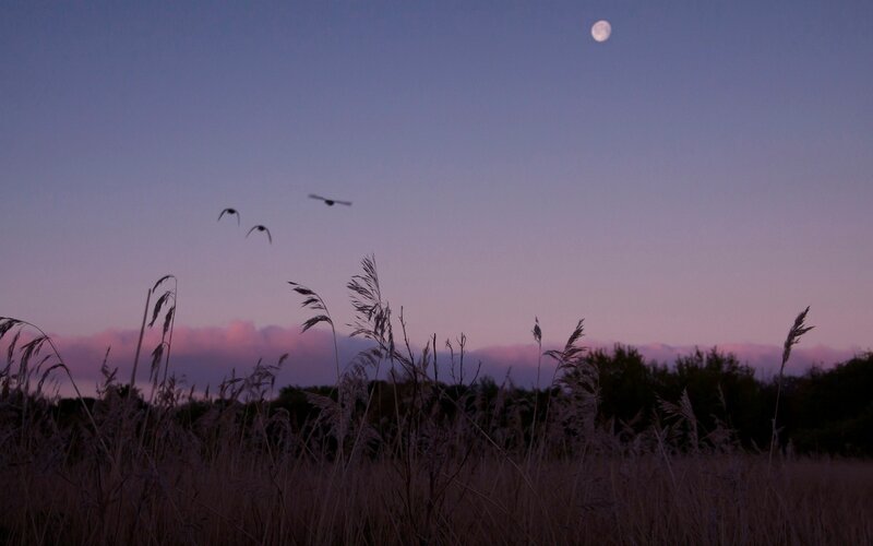 Moon over a field at dusk